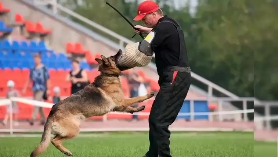Команда ФАС немецкая овчарка