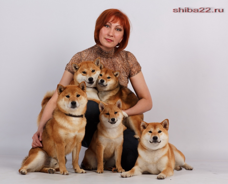 Сиба ину