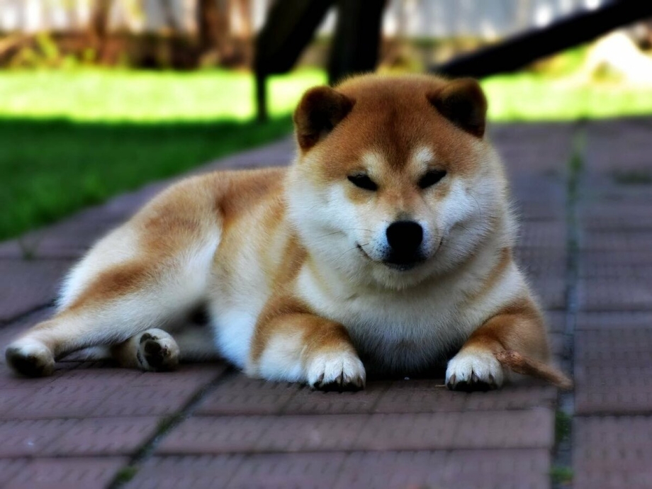 Сиба ину