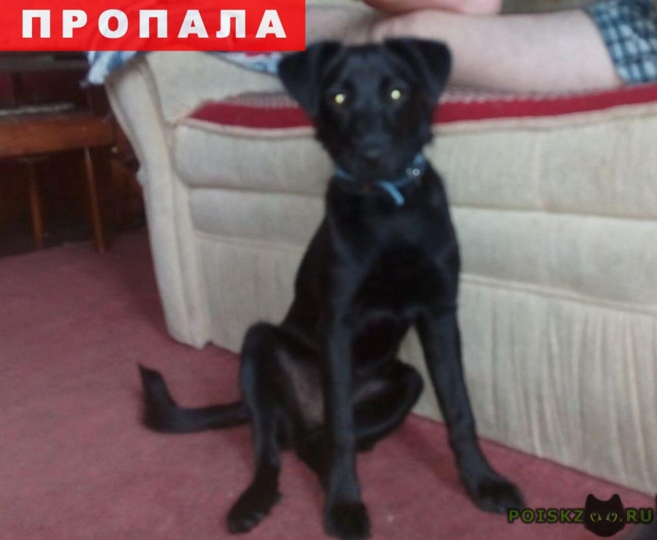 Пропала собака чёрного цвета кобель 2020