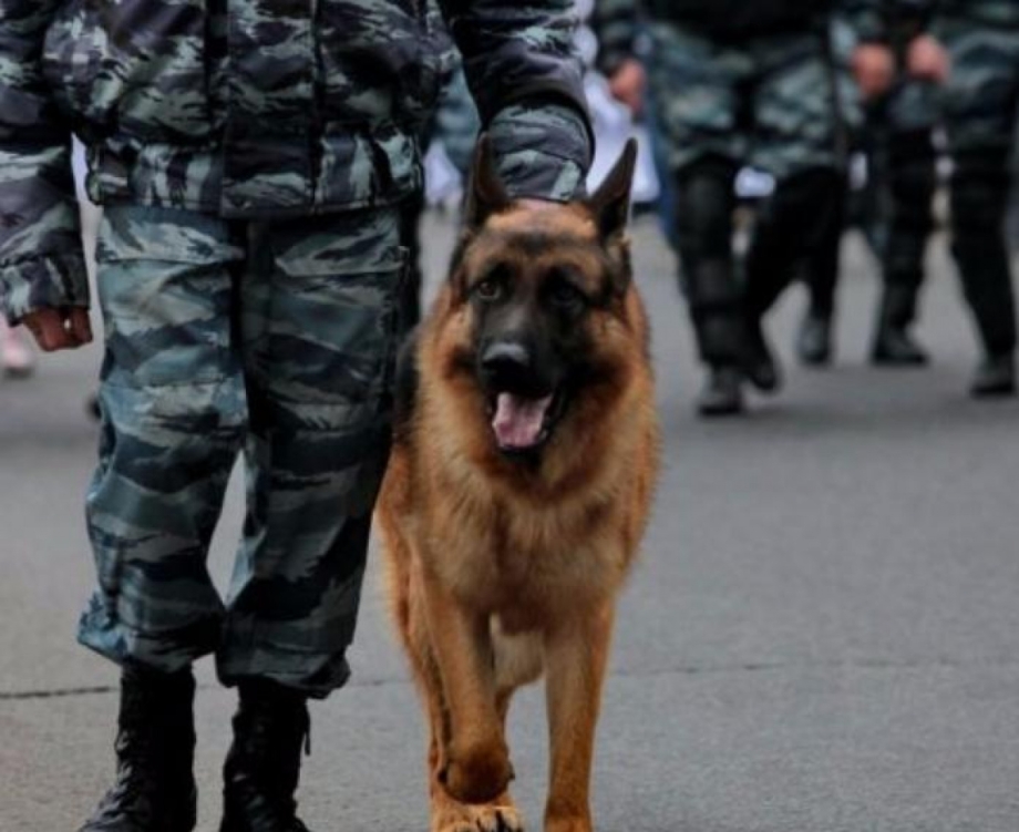 Полиция с собакой