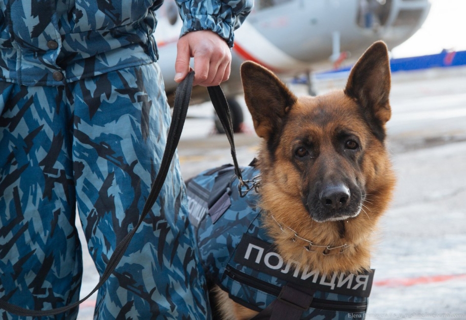 Волк Меркурий служебная собака