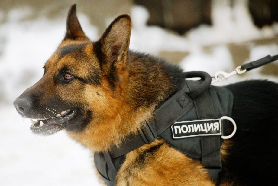 Собака немецкая овчарка Полицейская