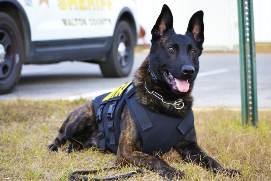 K9 полиция Germany