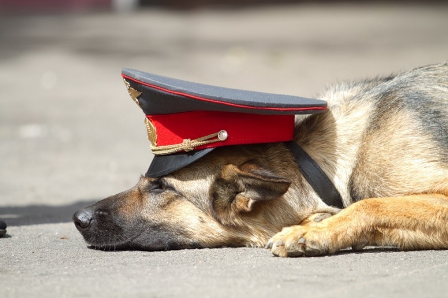 Овчарка Ищейка