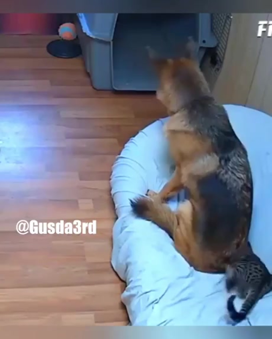 Собака сидит на коте