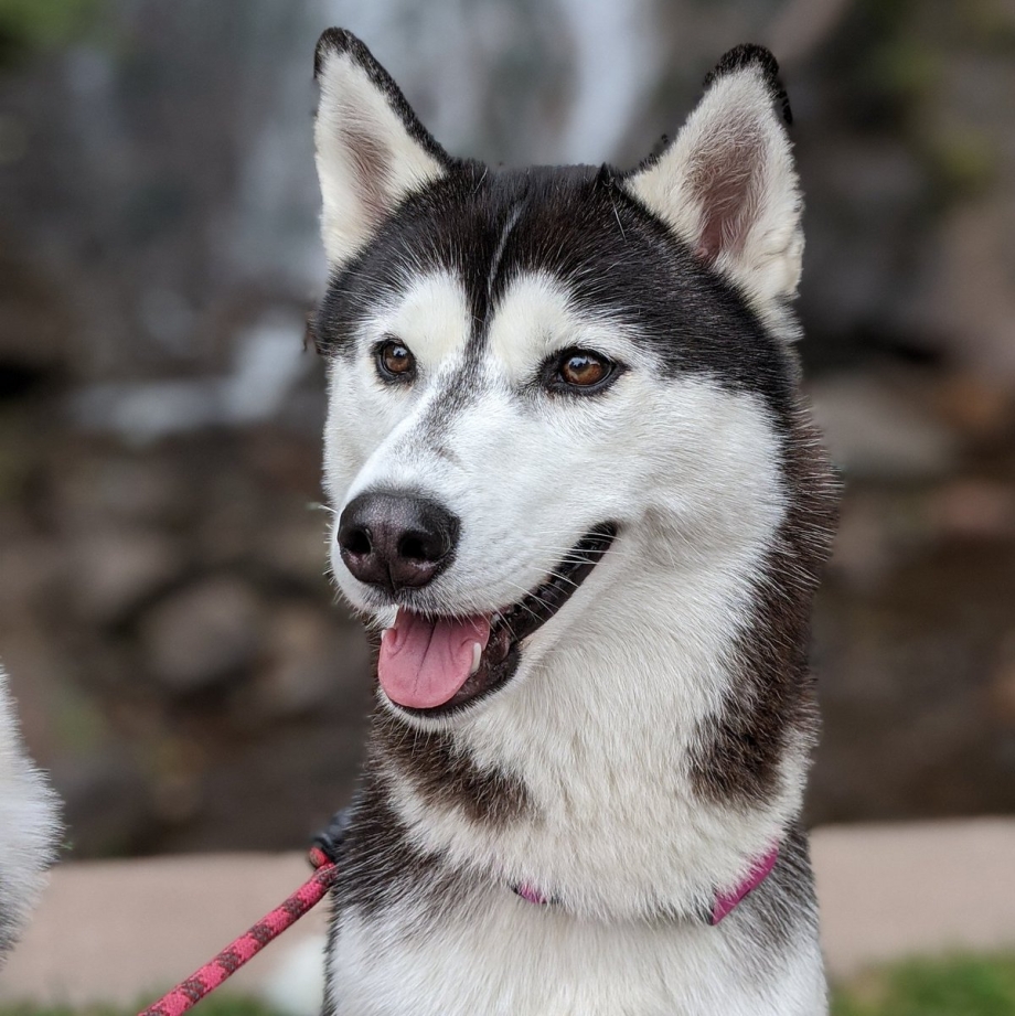 Husky Front