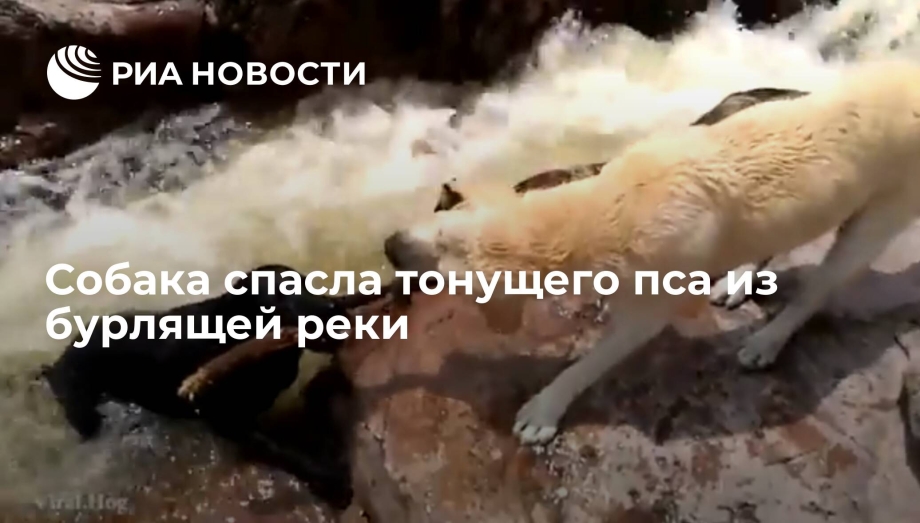 Собака в песке