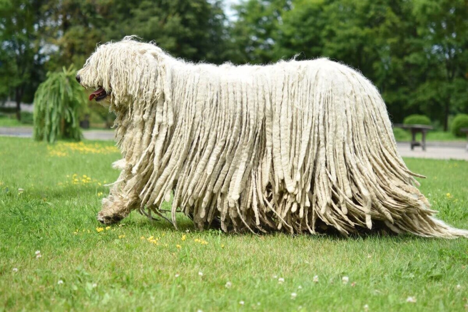 Бергамская овчарка