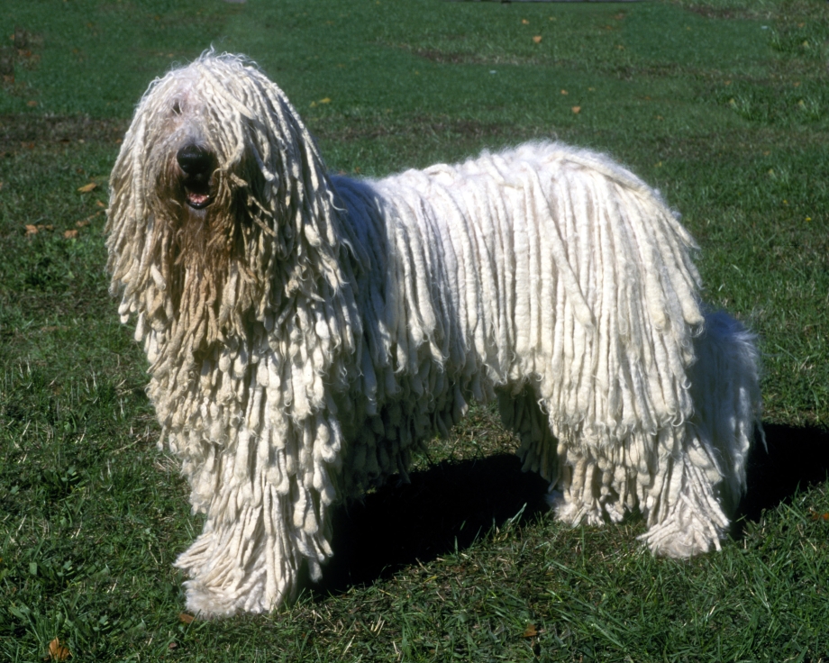 12. Комондор (венгерская овчарка)