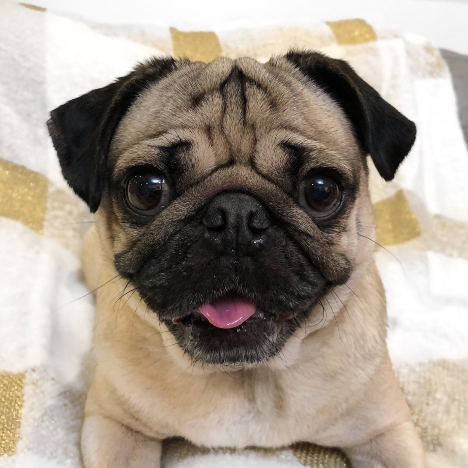 Мопс Doug