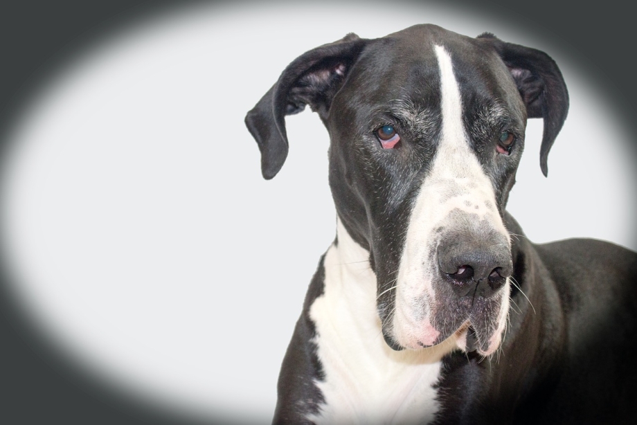 Beauty Lab Boxer