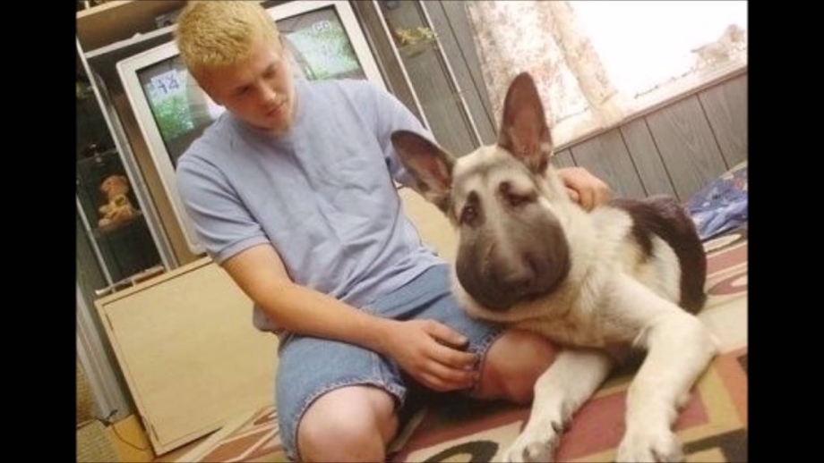 Собаку ужалила пчела