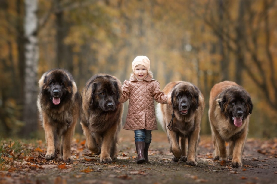 Leonberger певец