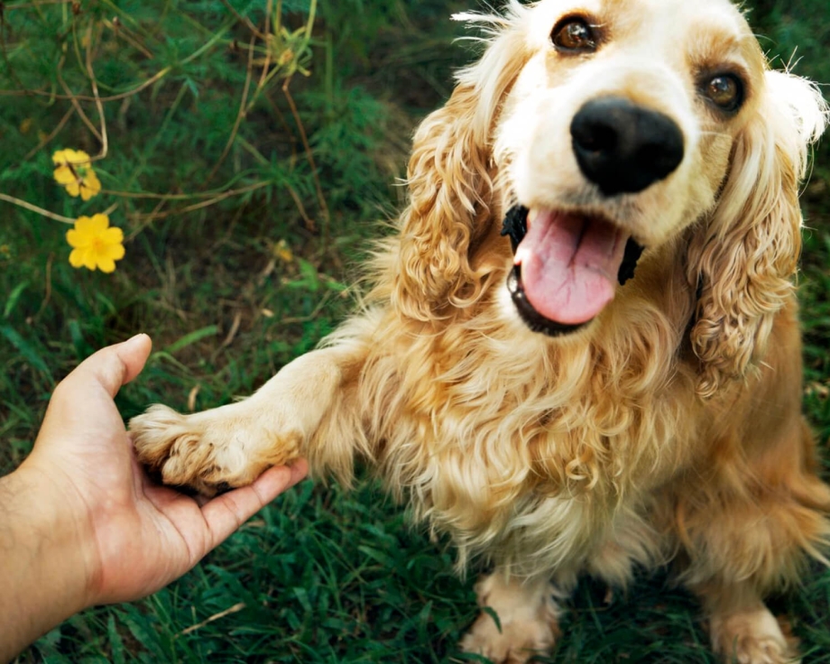 American Cocker Spaniel