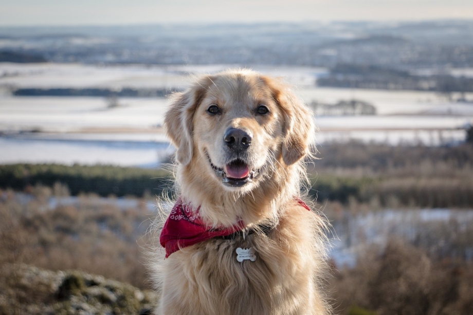 Золотистый ретривер Golden Retriever