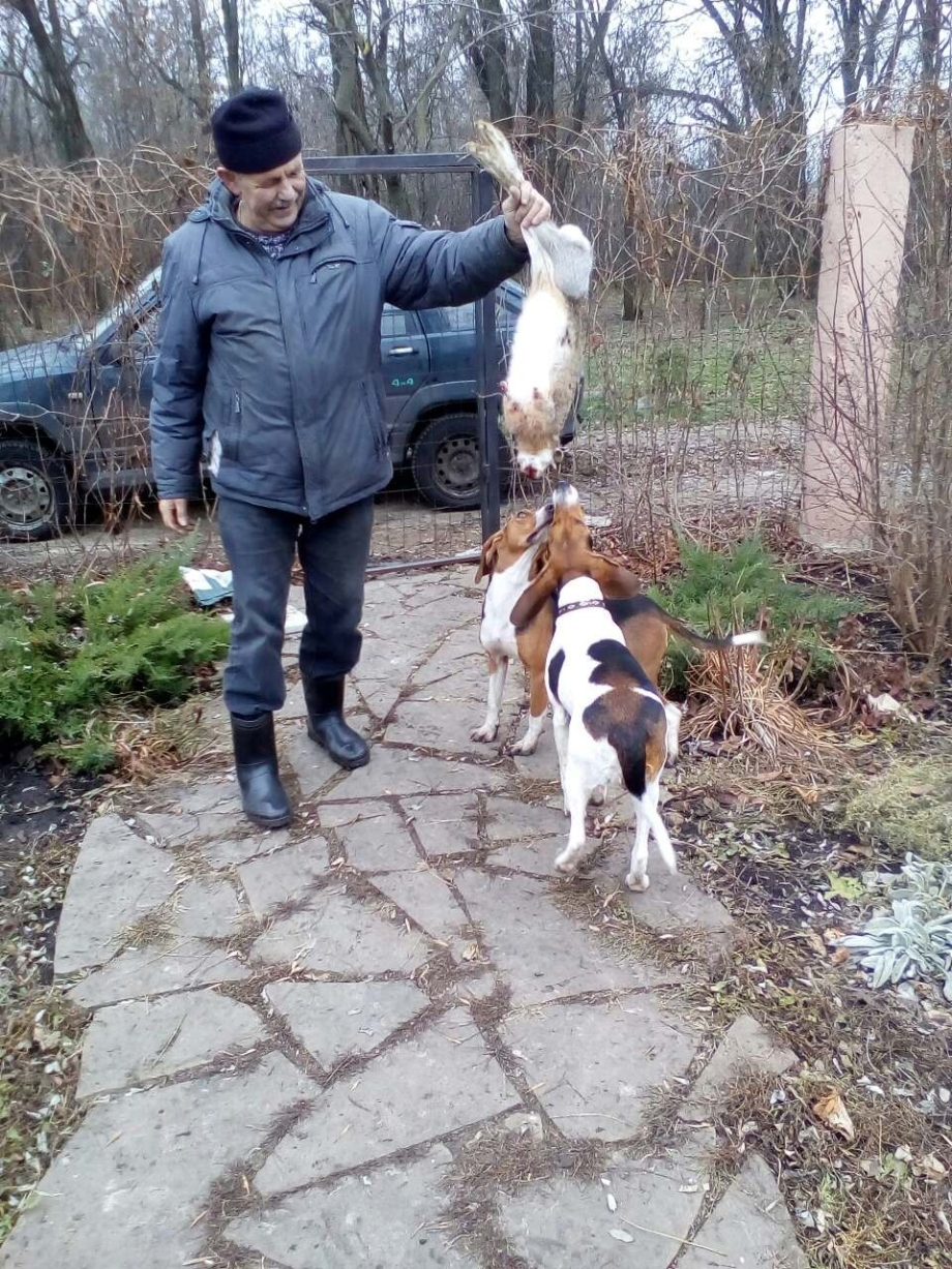 Эстонская гончая и Бигль щенки