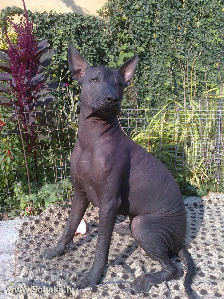 Порода собак Мексиканская лысая ксолоитцкуинтли
