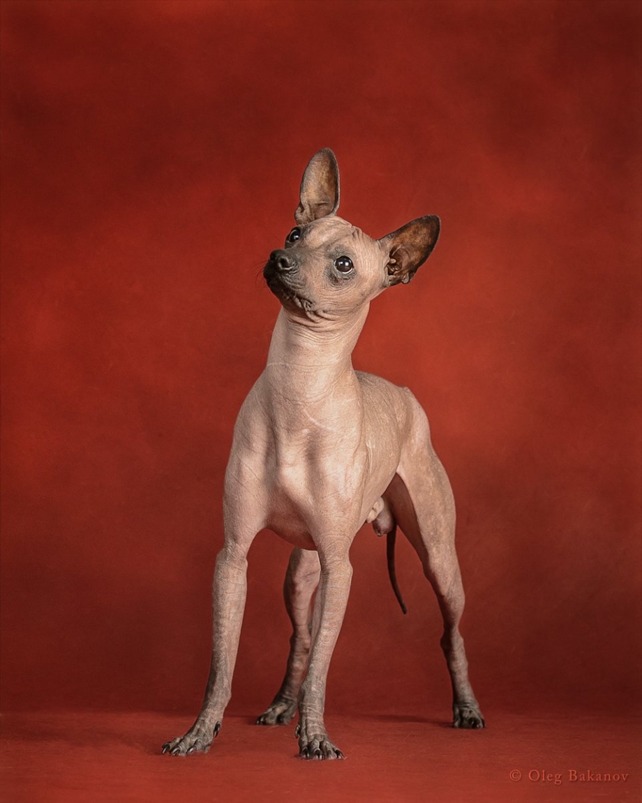 породы собак мексиканская голая фото фото 110