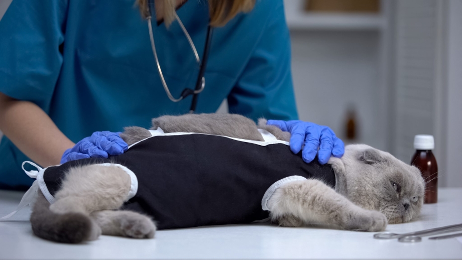 PETMED попона