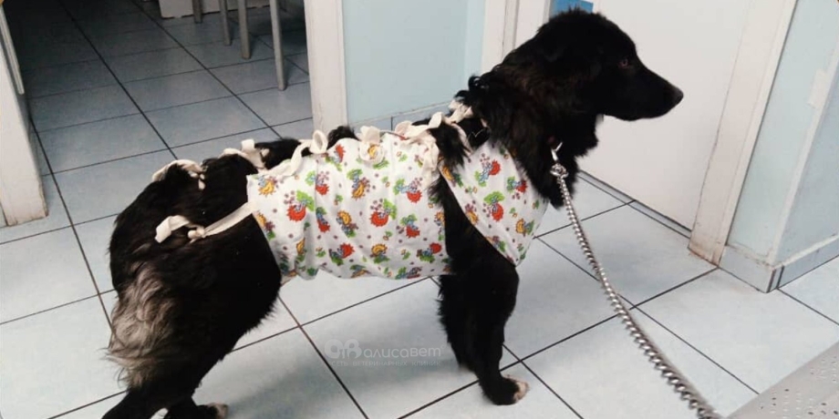 Повязка на живот собаке