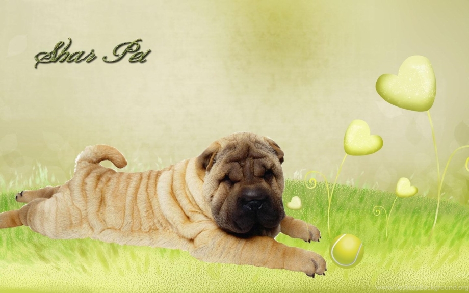Клапан для кошек в окно petsafe