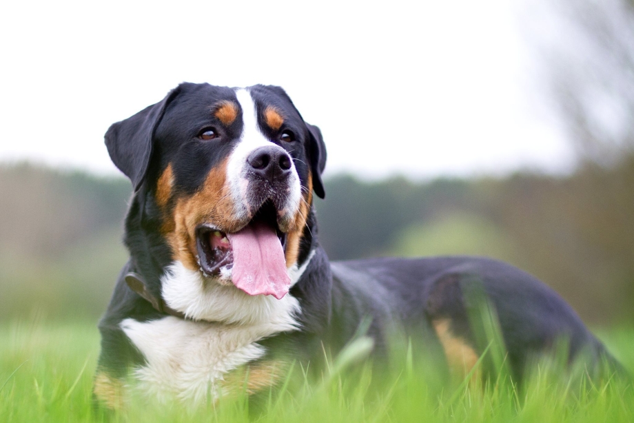 Большой швейцарский зенненхунд / great Swiss Mountain Dog (58) к