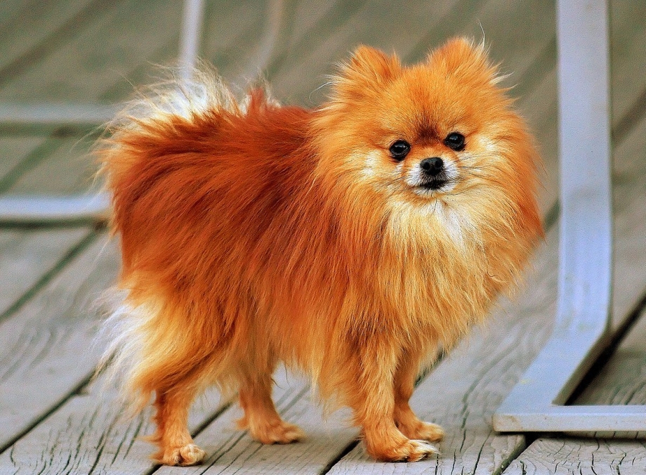 Food for Pomeranian