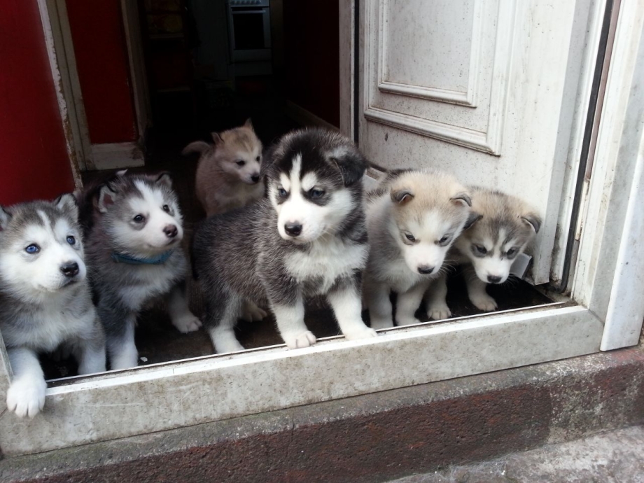 Много щенков хаски