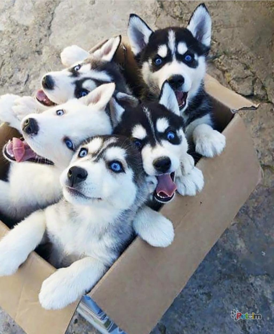 Husky 50/50