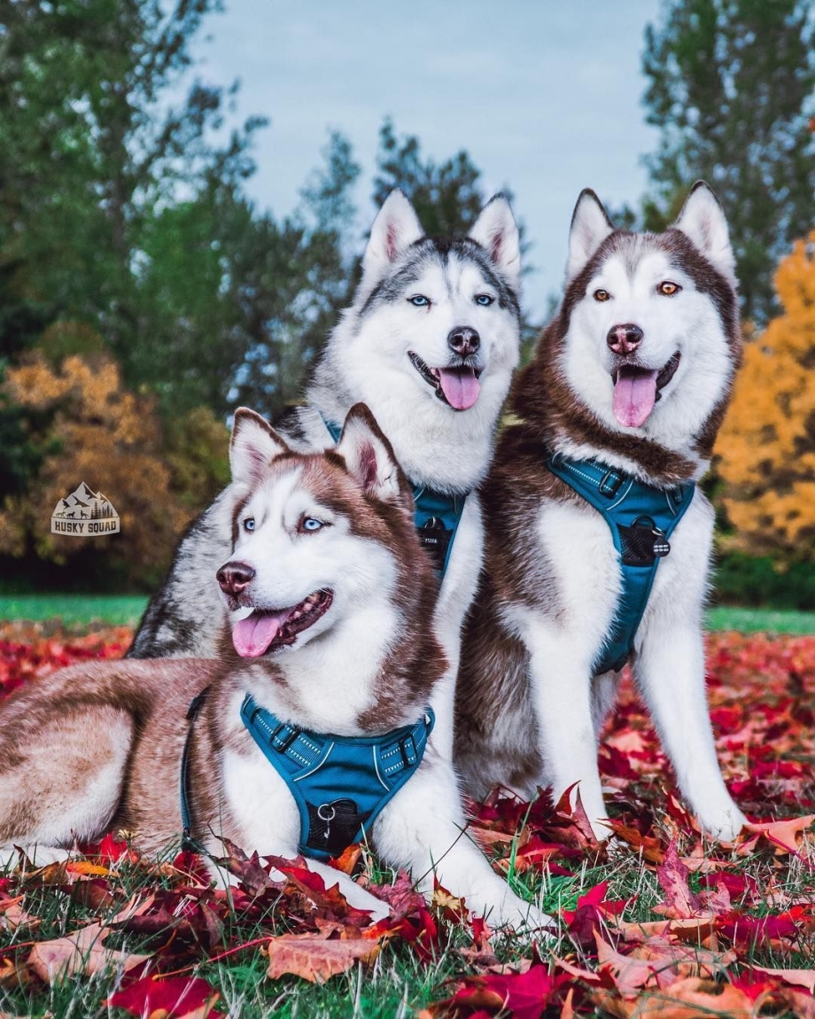 Семья хаски