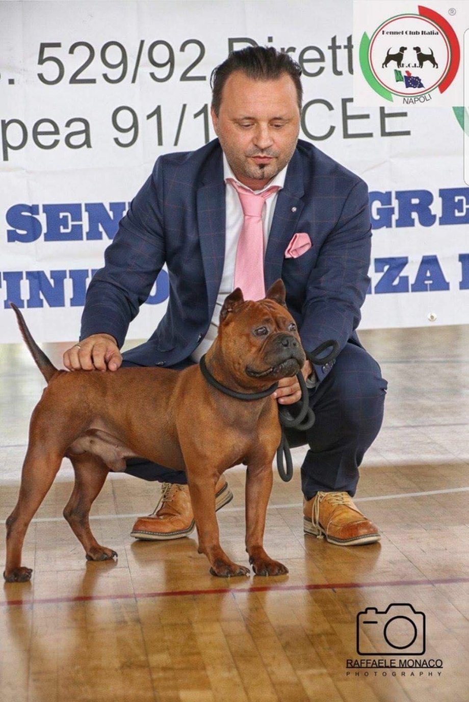 Chinese Chongqing Dog китайский Чунцин