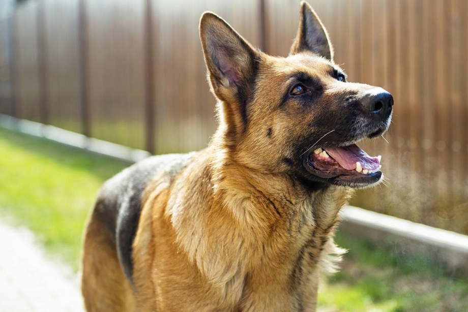 German Shepherd щенок