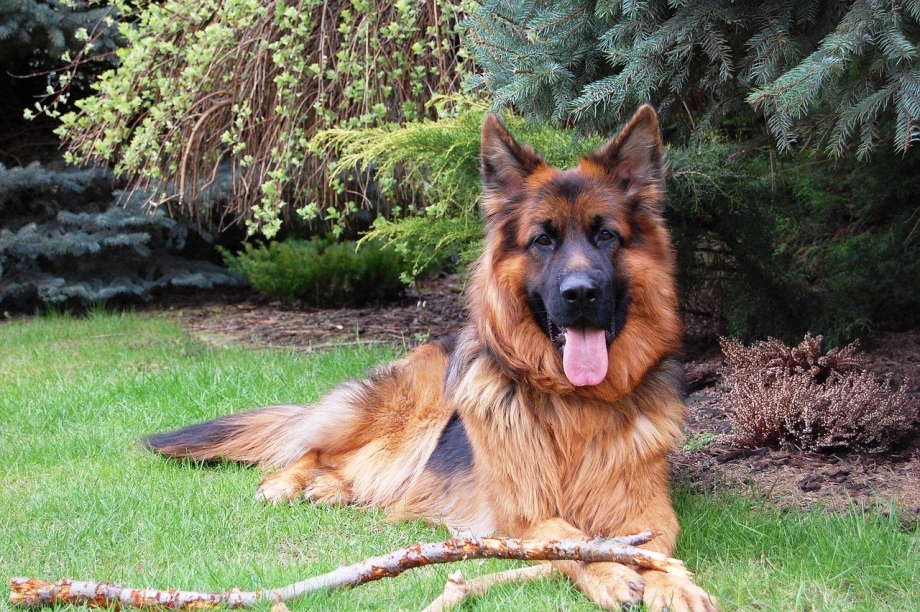 German Shepherd немецкая овчарка щенок