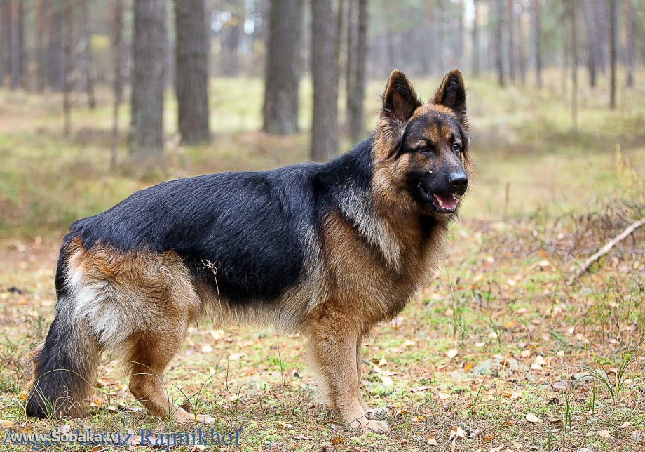 German Shepherd немецкая овчарка щенок