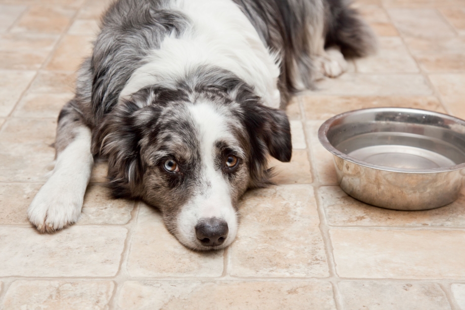 Dog droppings