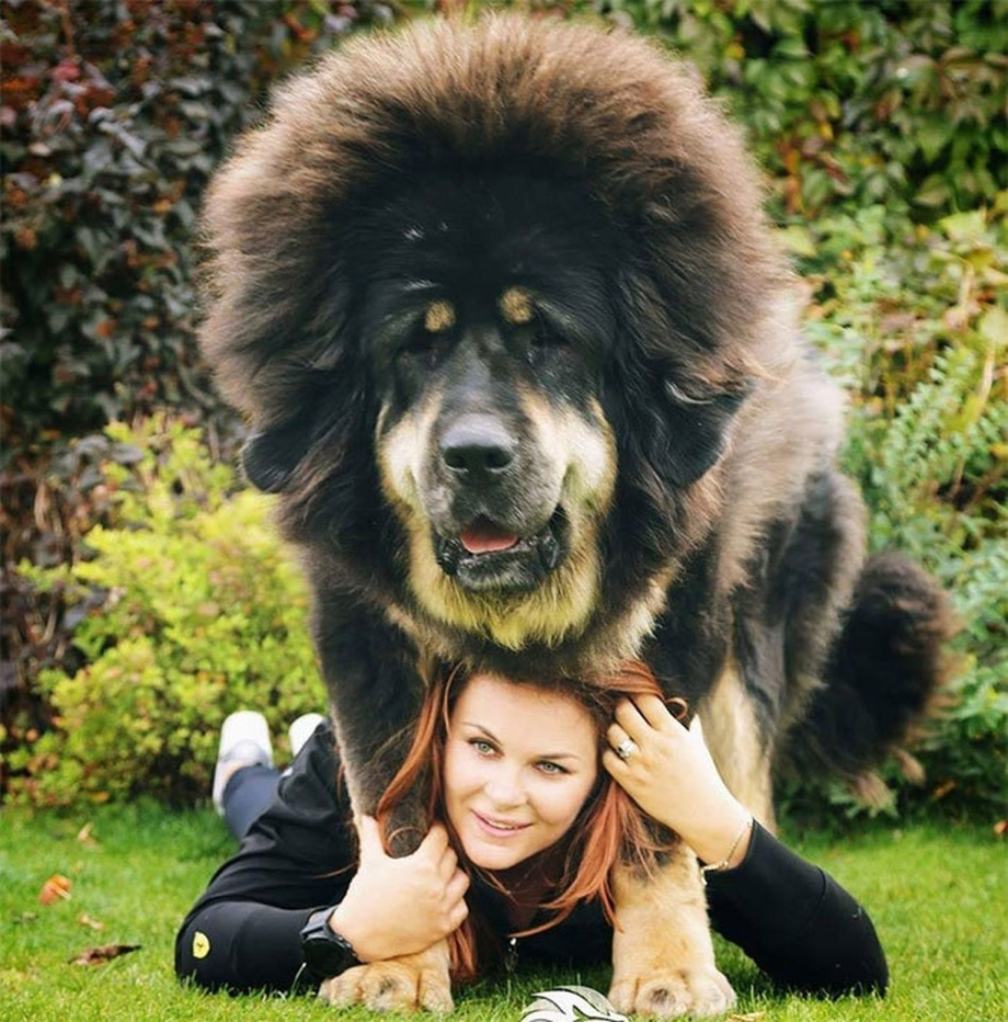 Собака тибетский мастиф