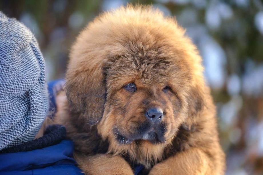 Английский мастиф Рось