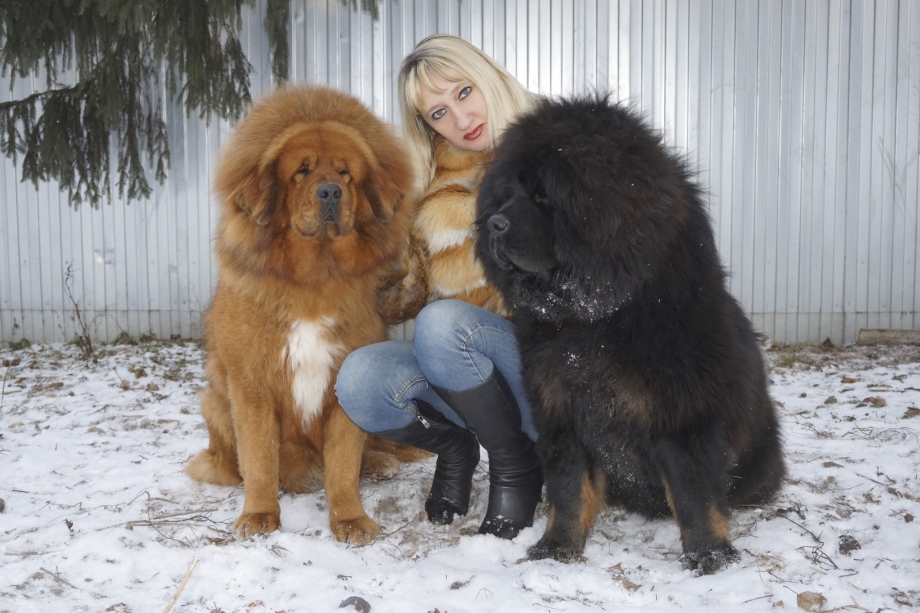 Тибетский Бульмастиф