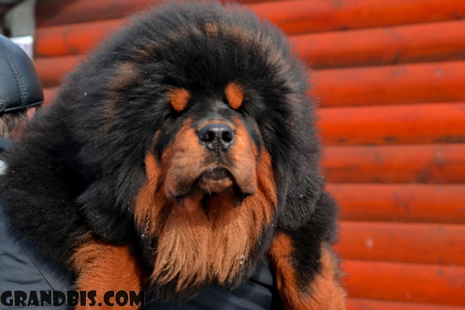 Тибетский мастиф для вязки