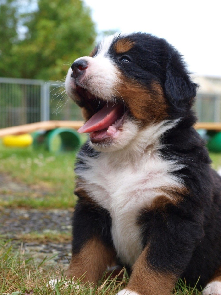 Berner Sennenhund порода