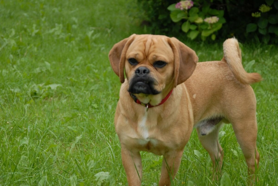Puggle порода собак