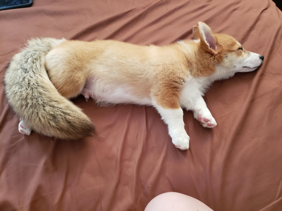 Корги программист