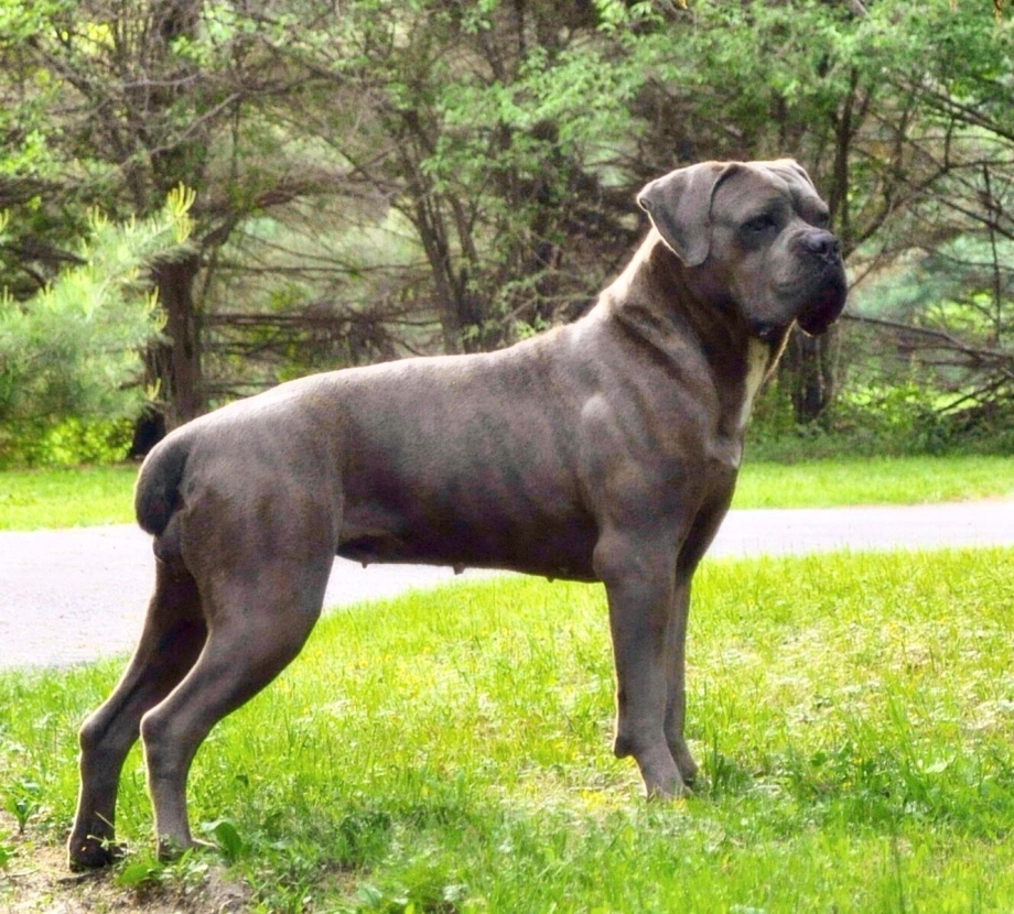 Американский мастиф Кане Корсо