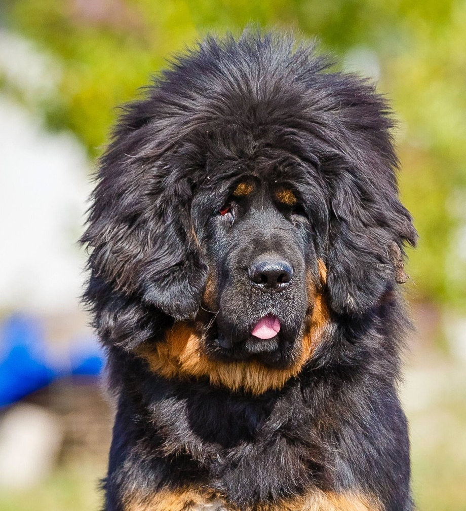 Королевский тибетский мастиф