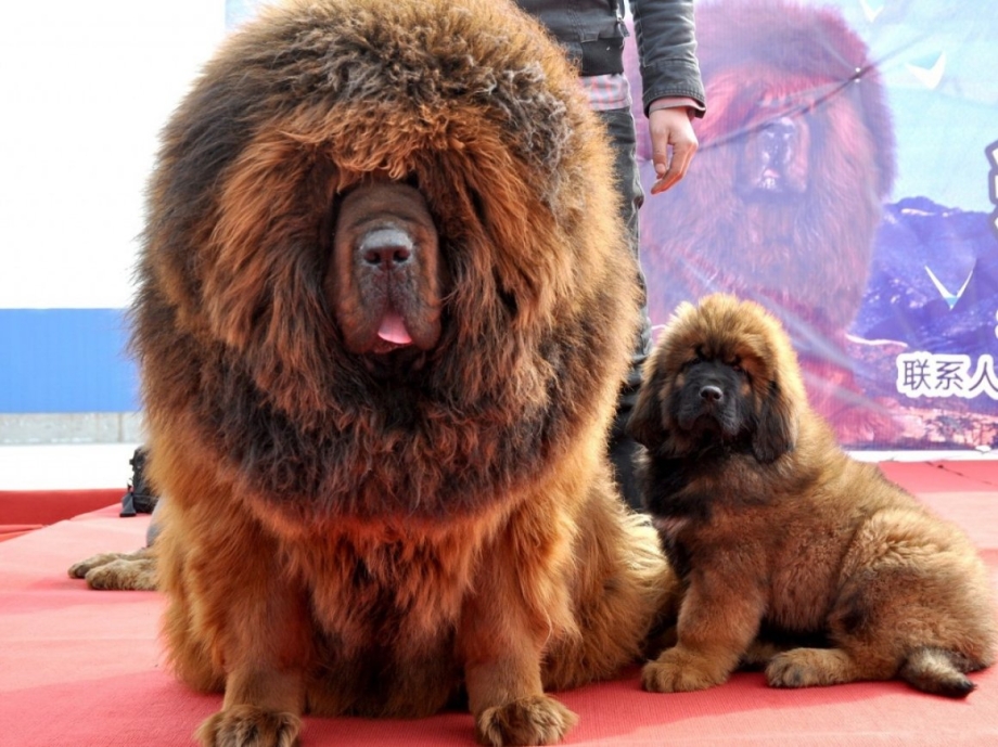 Тибетский мастиф