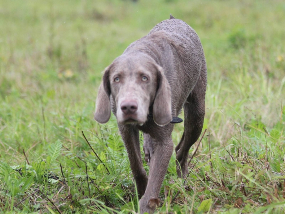 Weimaraner Dog Hunt