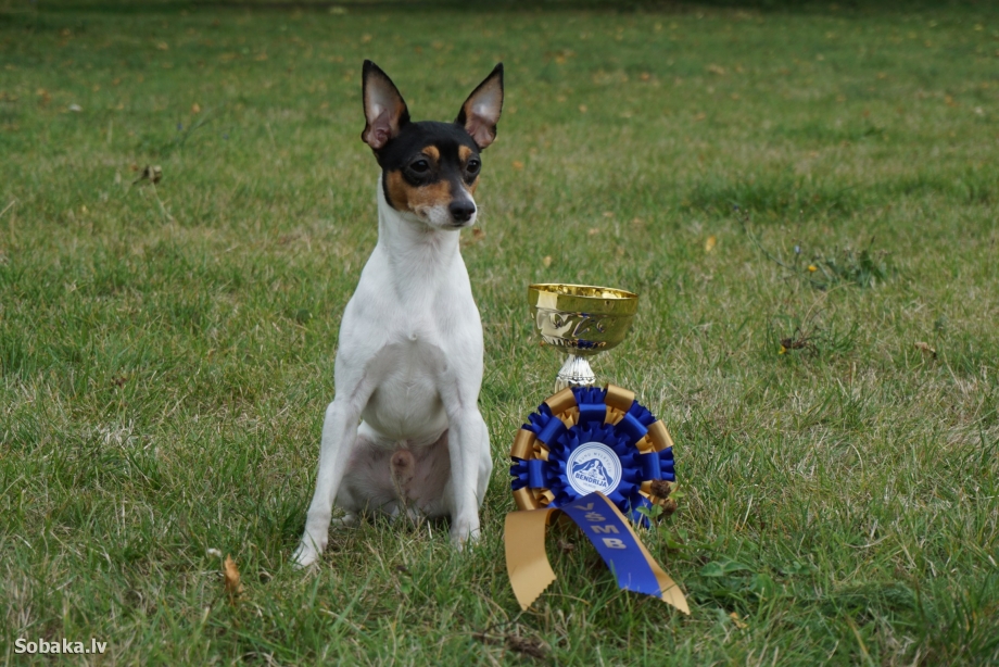 American Toy Fox Terrier