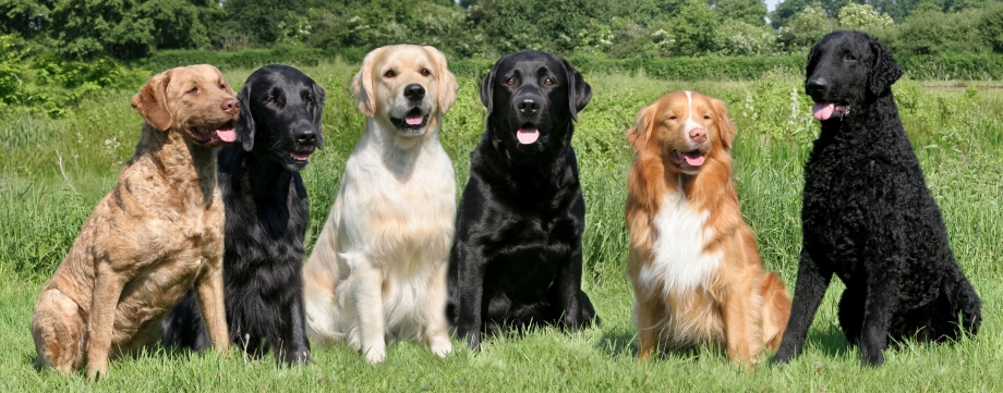 Chesapeake Bay Retriever Lab Mix