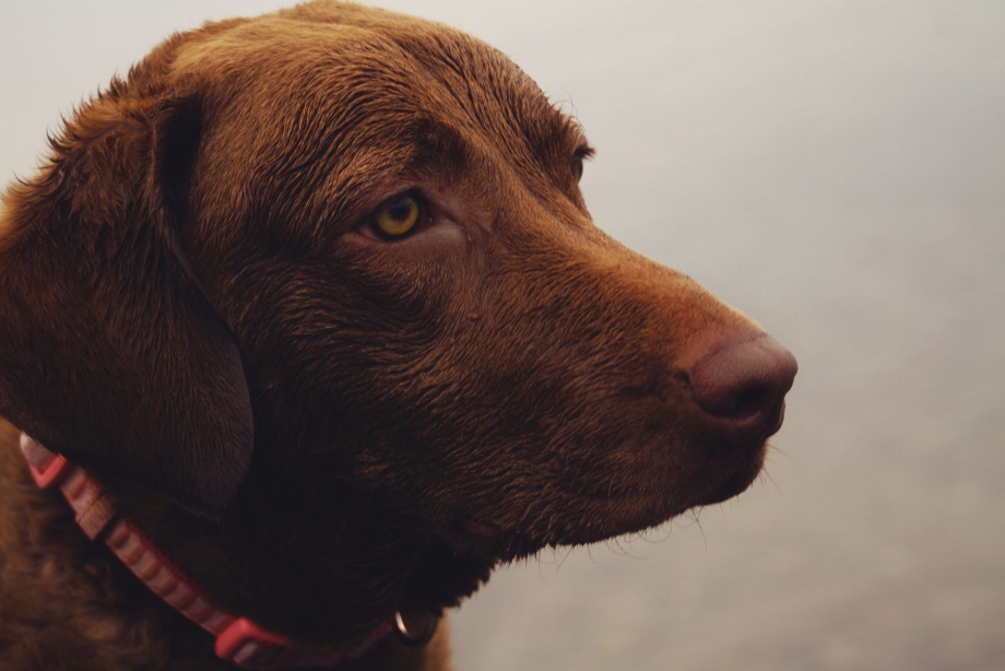 Chesapeake Bay Retriever